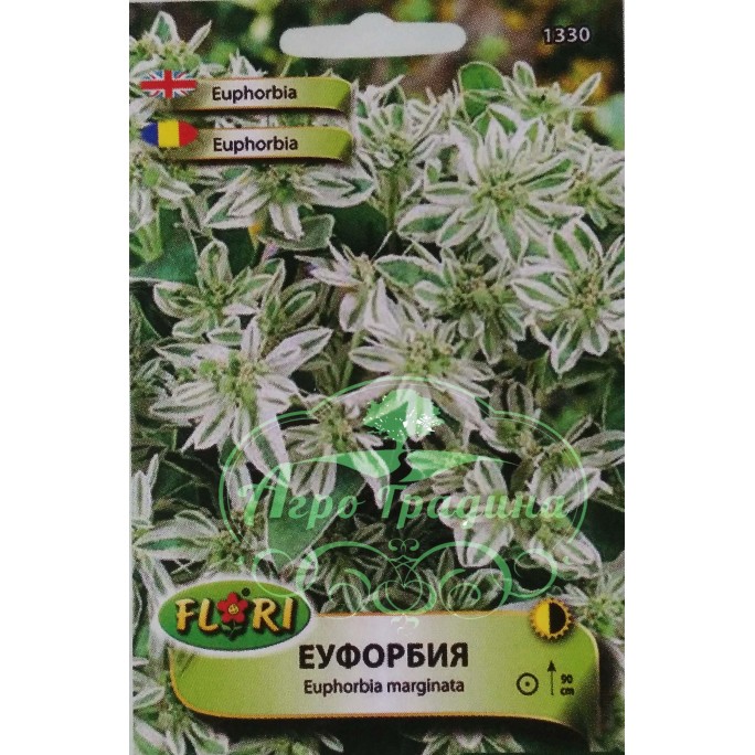 Еуфорбия (млечка) - Еuphorbia marginata
